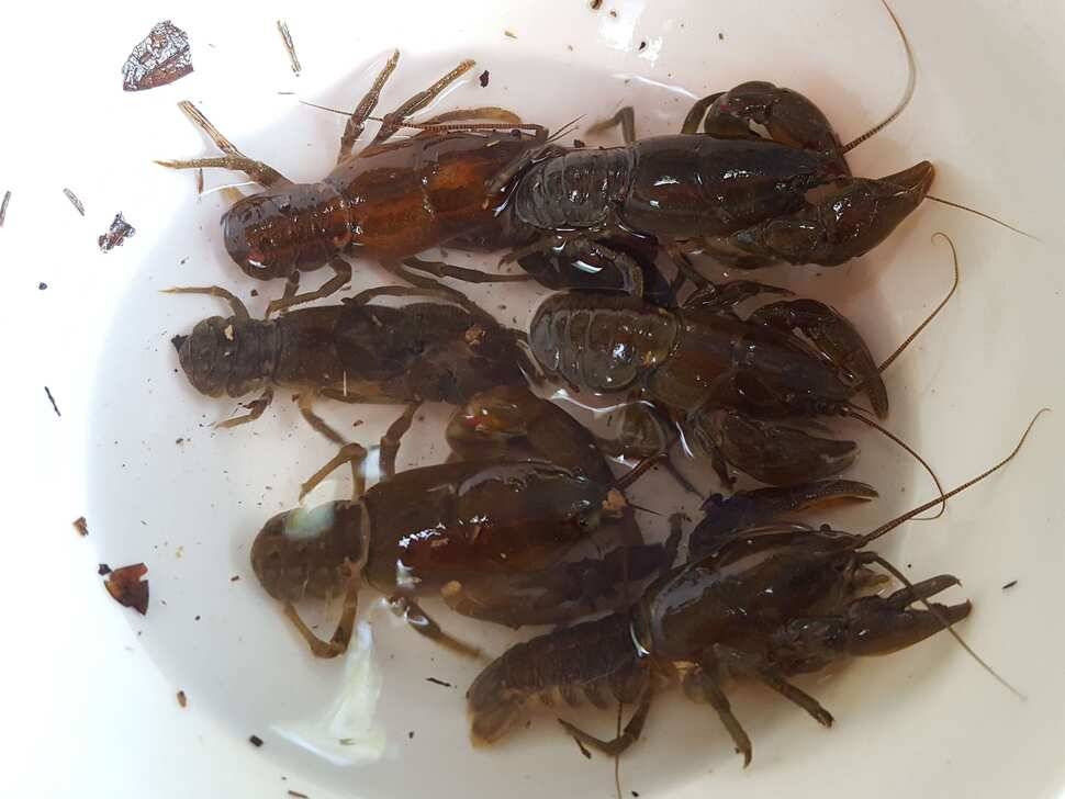 안성죽산조항전경입니다 (유료터정보 - 유료터점주조황)