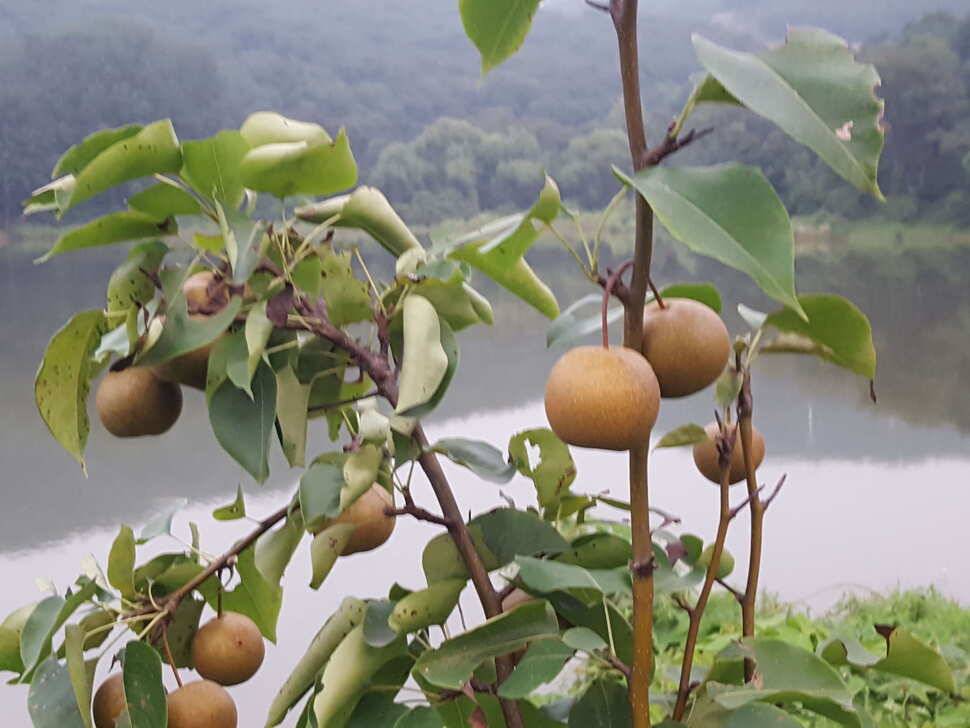안성죽산조항전경입니다 (유료터정보 - 유료터점주조황)