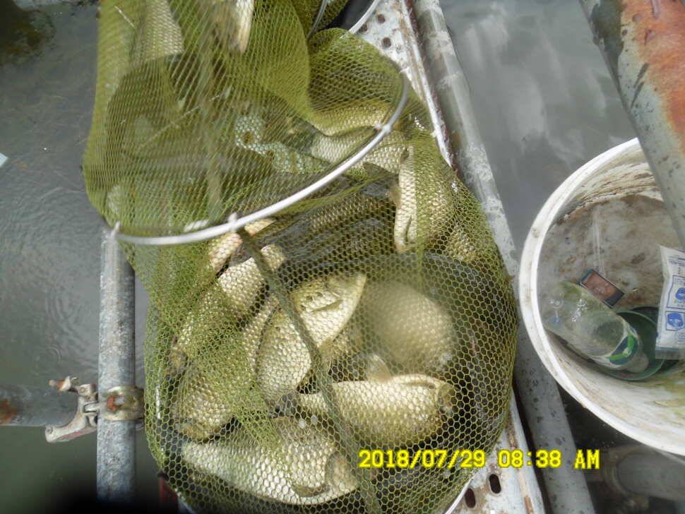 경주 동산낚시터 지난주 조황 (유료터정보 - 유료터점주조황)