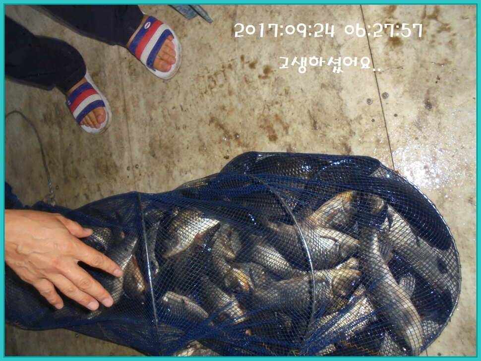 도심속의 작은 쉼터 화성 관리 낚시터입니다노지보단 방가로쪽 상류보단 하류쪽이 더 좋았습니다 (유료터정보 - 유료터점주조황)
