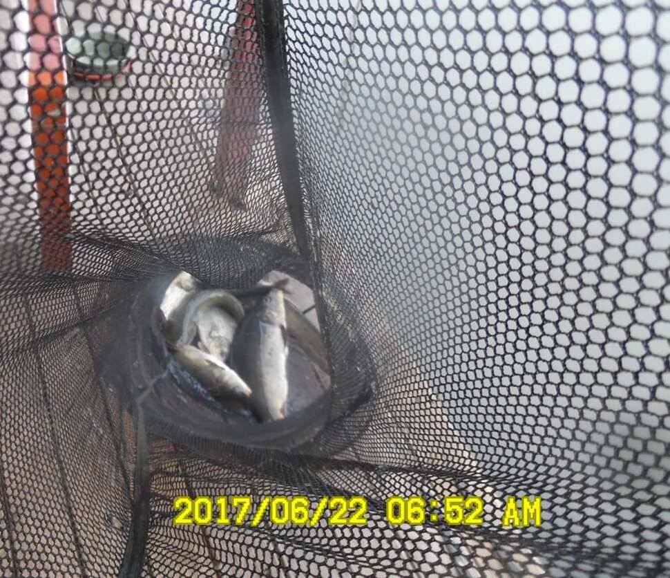 낚시터 경기도 안성 반제낚시터 조황정보 (유료터정보 - 유료터점주조황)