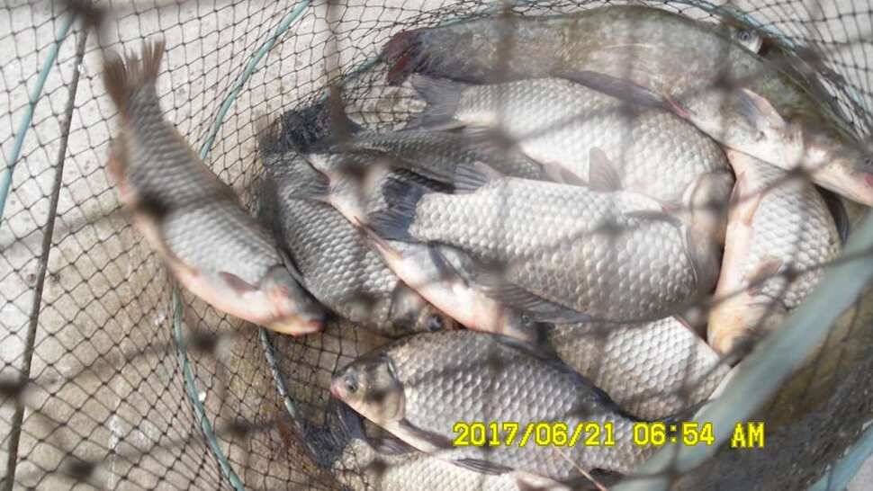 낚시터 경기도 안성 반제낚시터 조황정보 (유료터정보 - 유료터점주조황)