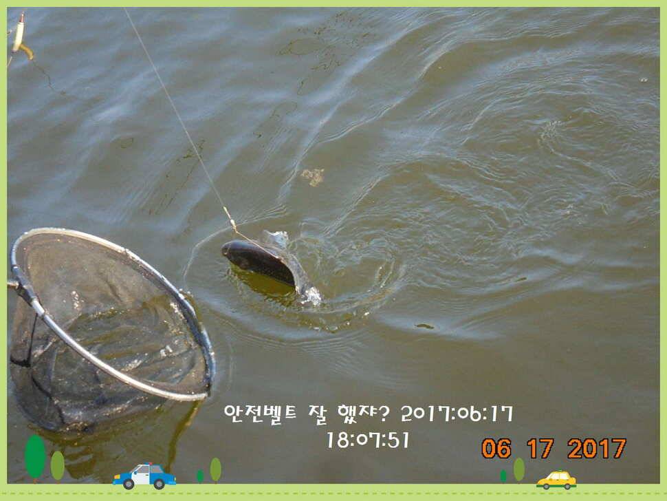 도심속의 작은 쉼터 화성 관리 낚시터입니다5짜급 방류 (유료터정보 - 유료터점주조황)