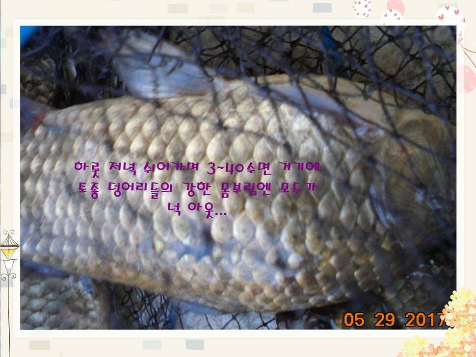 도심속의 작은 쉼터 화성 관리 낚시터입니다 (유료터정보 - 유료터점주조황)