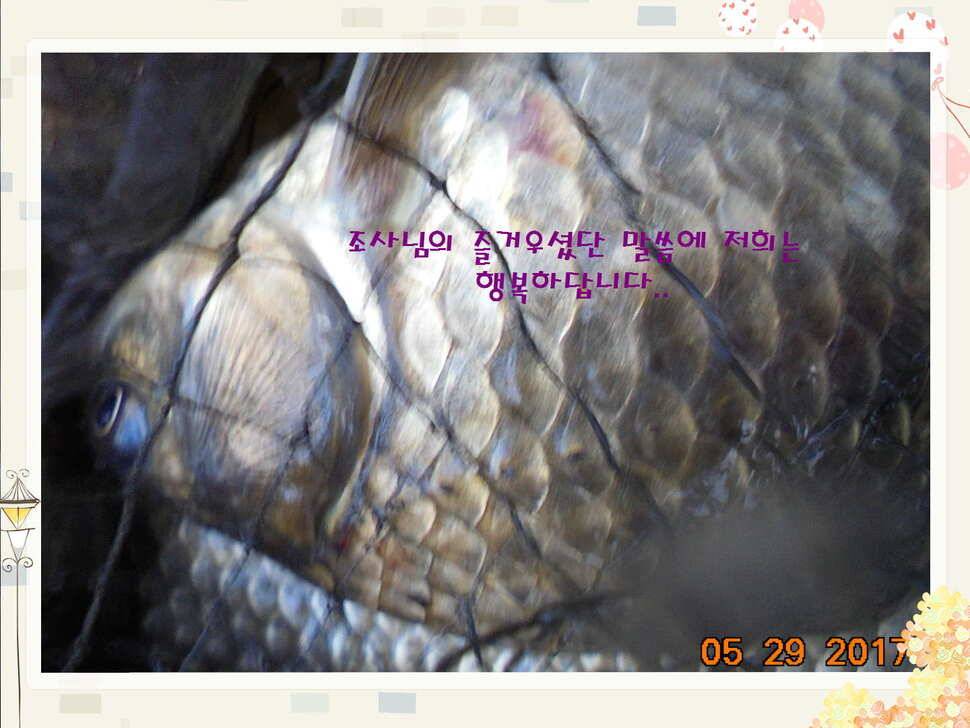 도심속의 작은 쉼터 화성 관리 낚시터입니다 (유료터정보 - 유료터점주조황)
