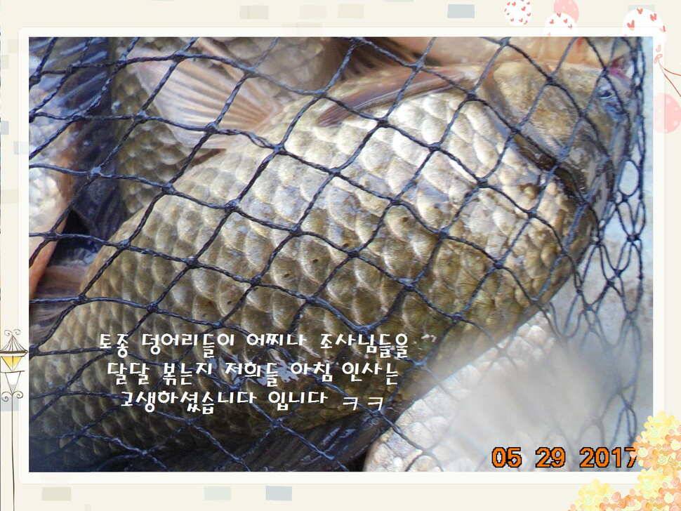 도심속의 작은 쉼터 화성 관리 낚시터입니다 (유료터정보 - 유료터점주조황)