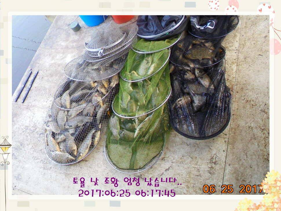 도심속의 작은 쉼터 화성 관리 낚시터입니다6월에 마지막 소식5짜 방류 (유료터정보 - 유료터점주조황)