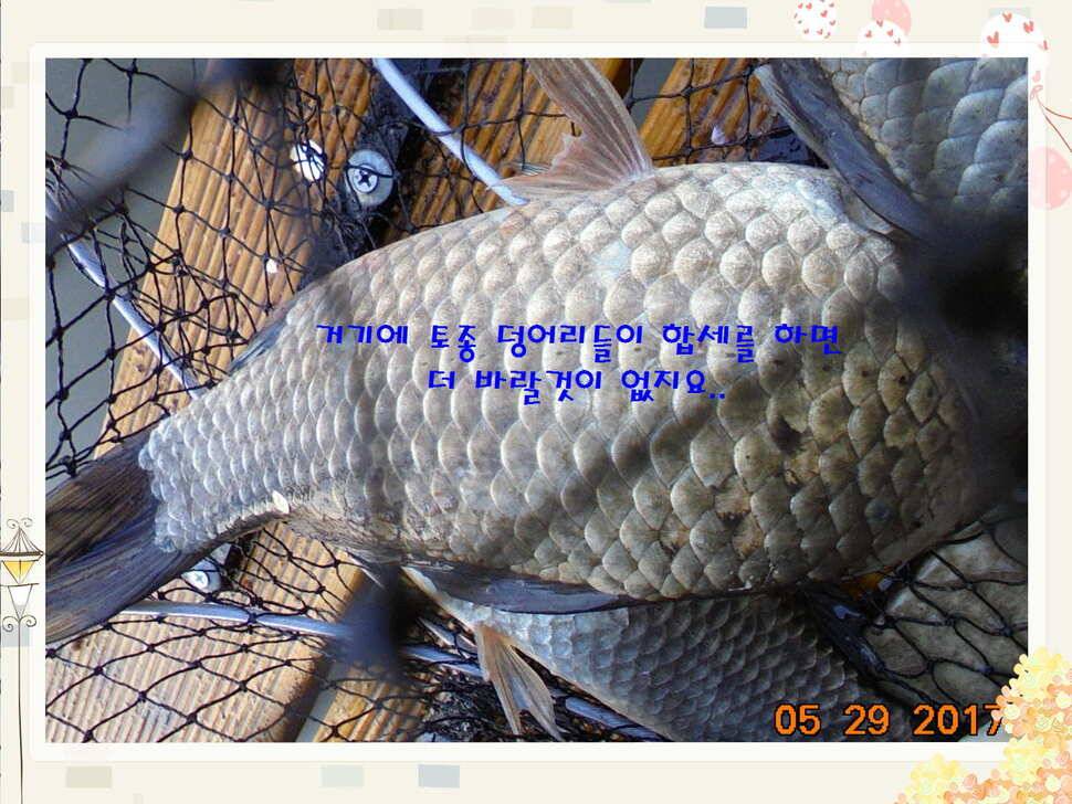 도심속의 작은 쉼터 화성 관리 낚시터입니다 (유료터정보 - 유료터점주조황)