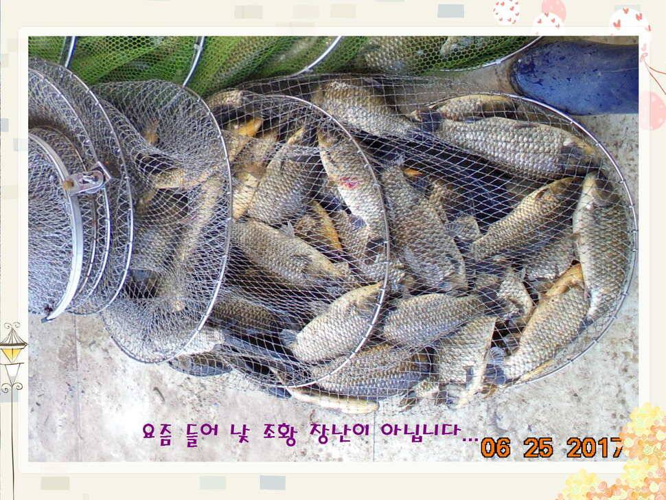 도심속의 작은 쉼터 화성 관리 낚시터입니다6월에 마지막 소식5짜 방류 (유료터정보 - 유료터점주조황)