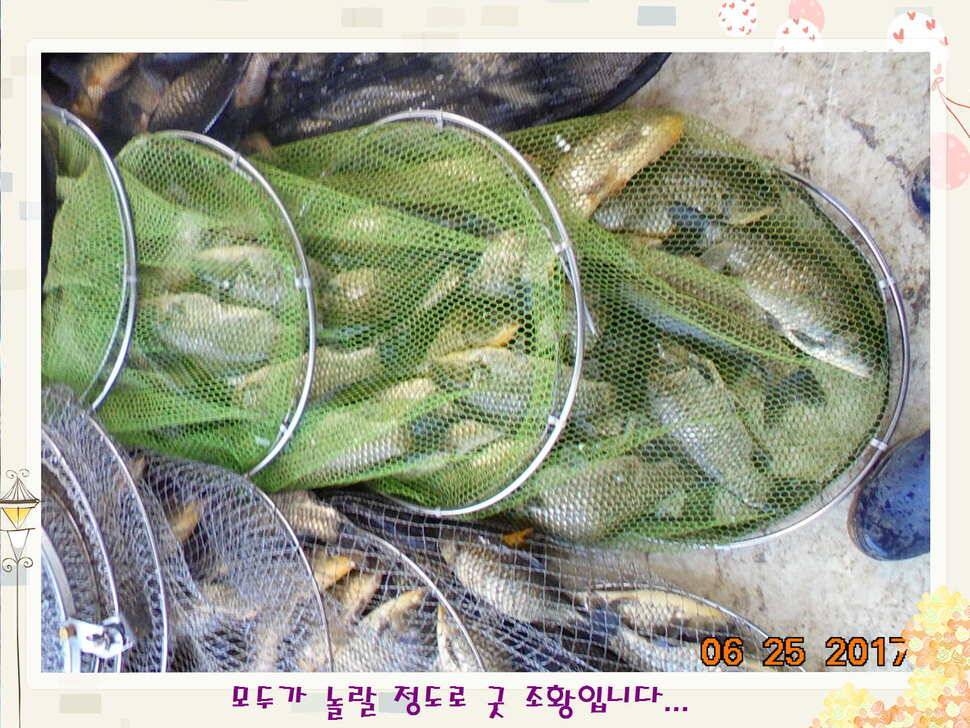 도심속의 작은 쉼터 화성 관리 낚시터입니다6월에 마지막 소식5짜 방류 (유료터정보 - 유료터점주조황)