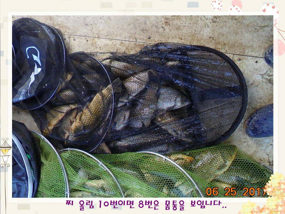 도심속의 작은 쉼터 화성 관리 낚시터입니다6월에 마지막 소식5짜 방류 (유료터정보 - 유료터점주조황)