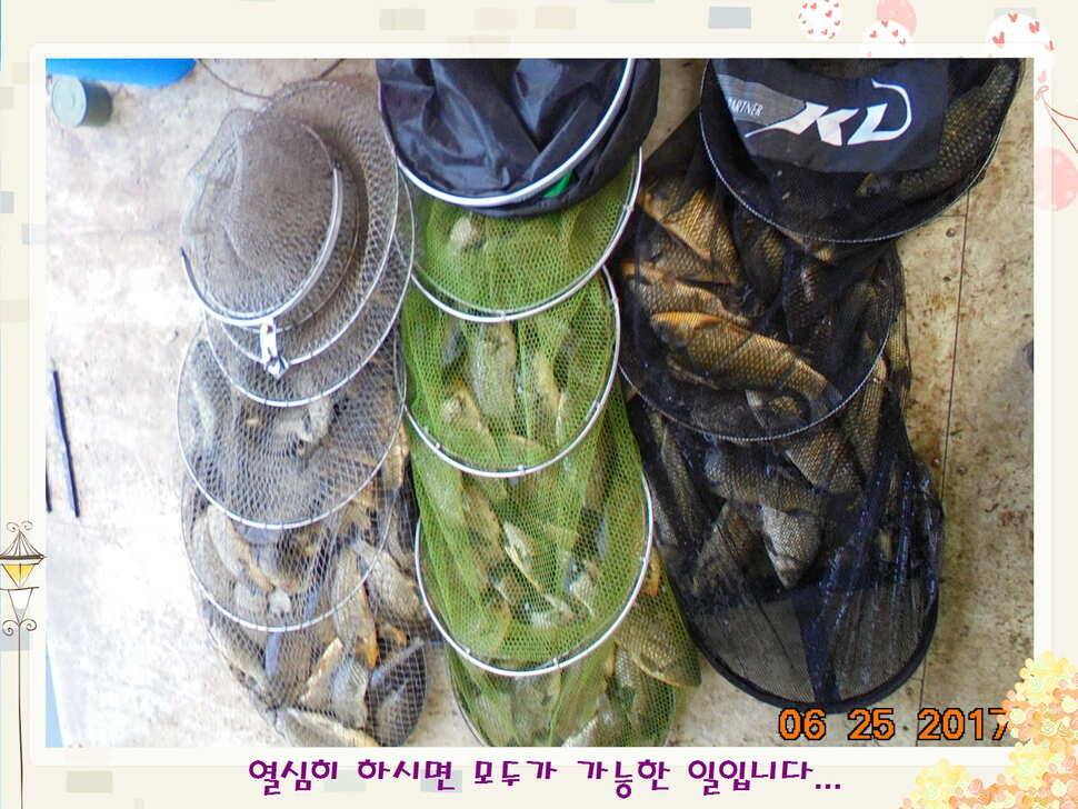 도심속의 작은 쉼터 화성 관리 낚시터입니다6월에 마지막 소식5짜 방류 (유료터정보 - 유료터점주조황)