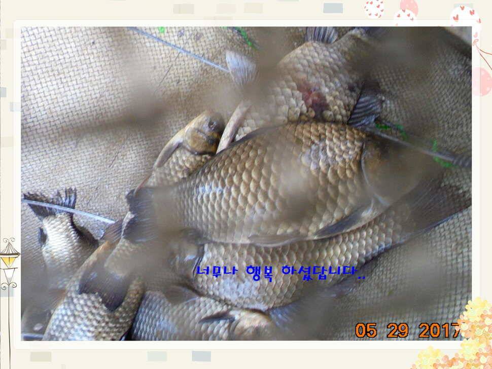 도심속의 작은 쉼터 화성 관리 낚시터입니다 (유료터정보 - 유료터점주조황)