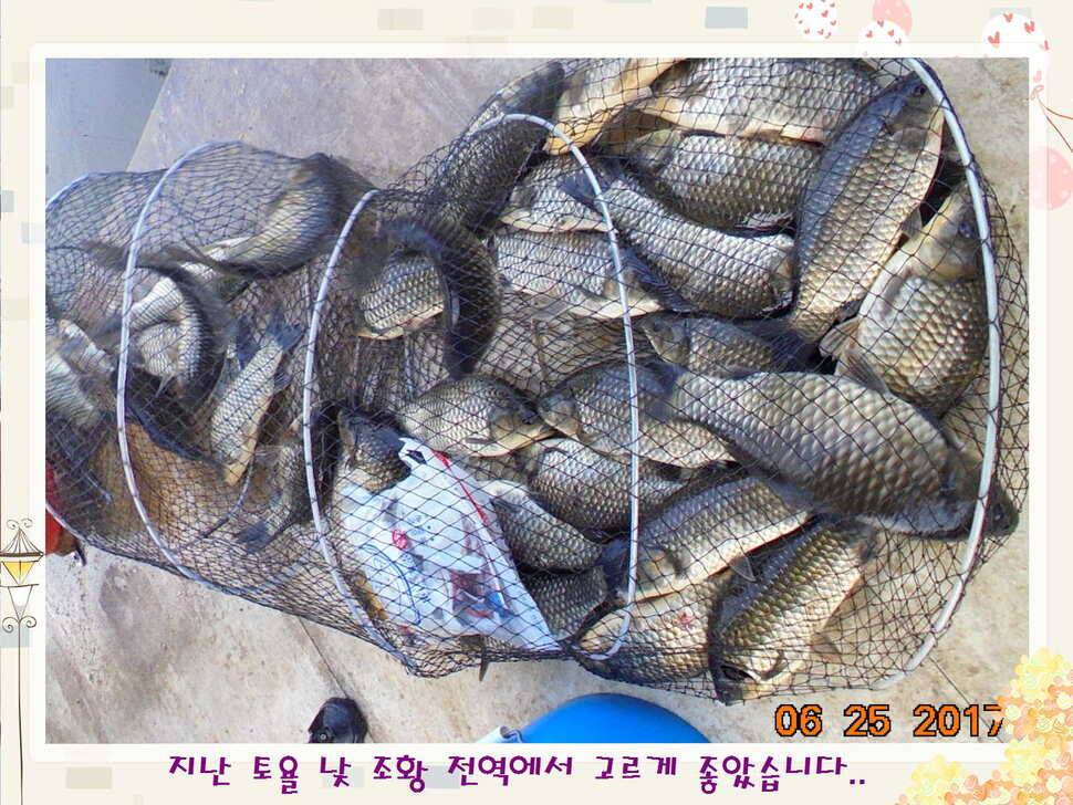 도심속의 작은 쉼터 화성 관리 낚시터입니다6월에 마지막 소식5짜 방류 (유료터정보 - 유료터점주조황)