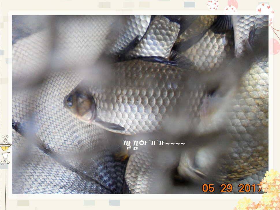 도심속의 작은 쉼터 화성 관리 낚시터입니다 (유료터정보 - 유료터점주조황)