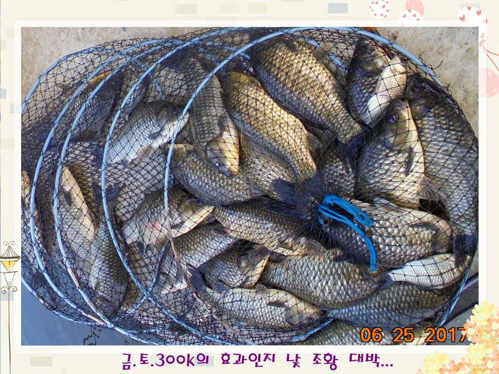 도심속의 작은 쉼터 화성 관리 낚시터입니다6월에 마지막 소식5짜 방류 (유료터정보 - 유료터점주조황)