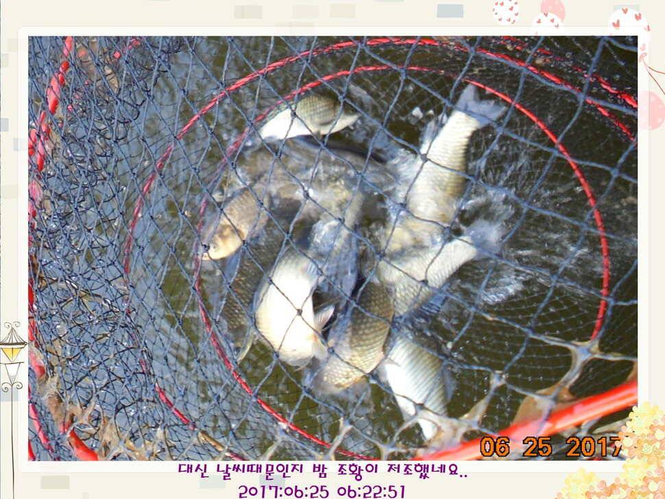 도심속의 작은 쉼터 화성 관리 낚시터입니다6월에 마지막 소식5짜 방류 (유료터정보 - 유료터점주조황)
