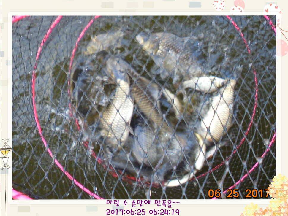 도심속의 작은 쉼터 화성 관리 낚시터입니다6월에 마지막 소식5짜 방류 (유료터정보 - 유료터점주조황)