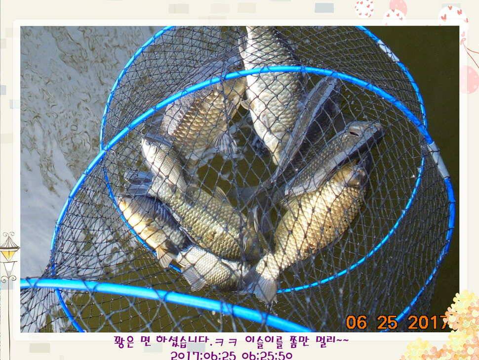 도심속의 작은 쉼터 화성 관리 낚시터입니다6월에 마지막 소식5짜 방류 (유료터정보 - 유료터점주조황)