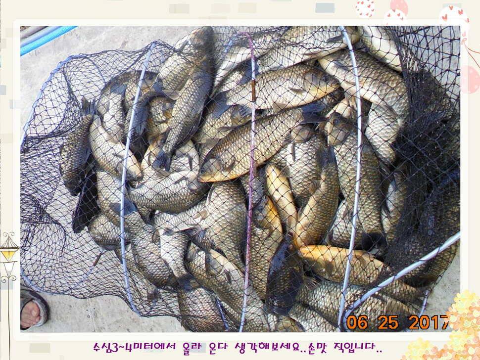 도심속의 작은 쉼터 화성 관리 낚시터입니다6월에 마지막 소식5짜 방류 (유료터정보 - 유료터점주조황)