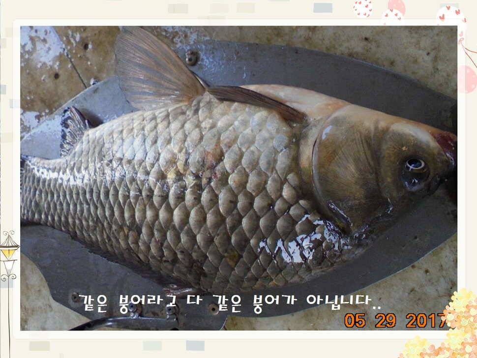 도심속의 작은 쉼터 화성 관리 낚시터입니다 (유료터정보 - 유료터점주조황)
