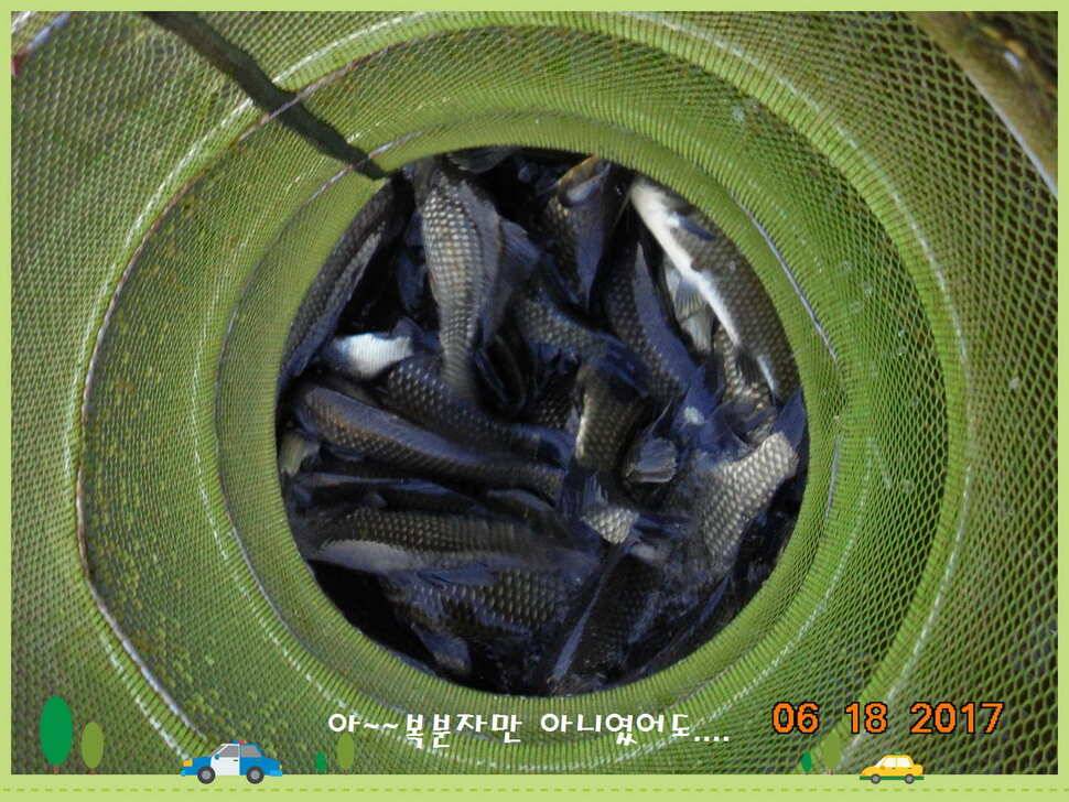 도심속의 작은 쉼터 화성 관리 낚시터입니다5짜급 방류 (유료터정보 - 유료터점주조황)