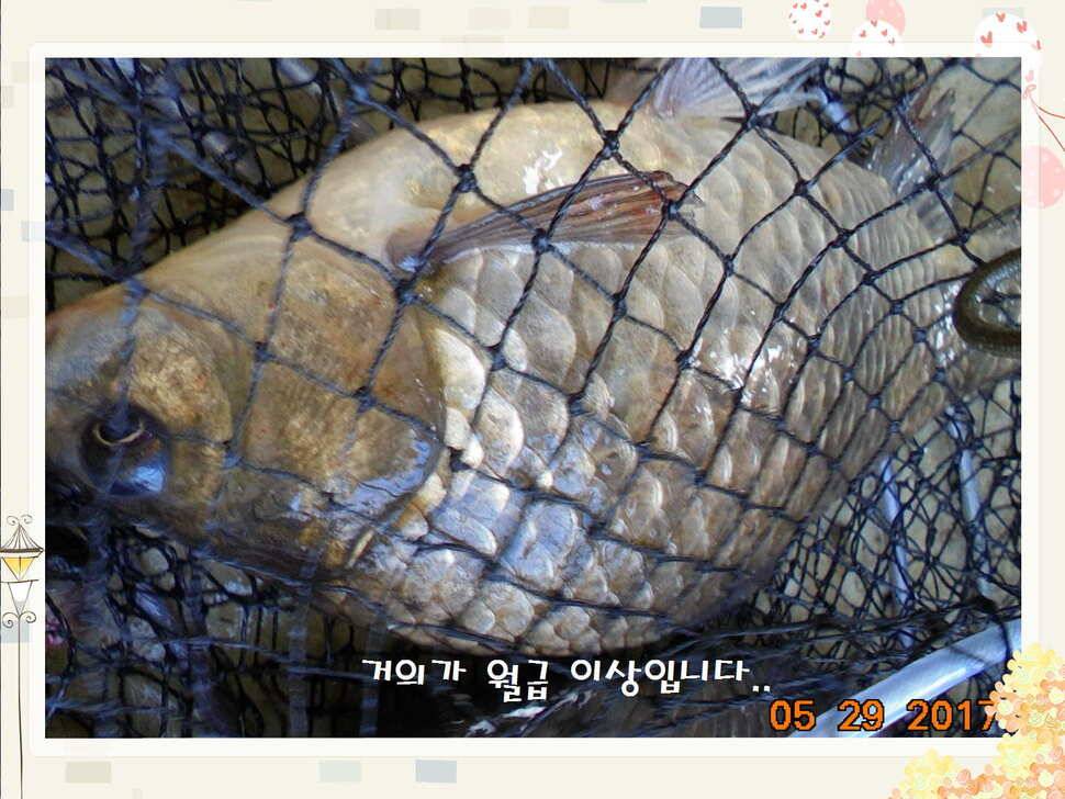 도심속의 작은 쉼터 화성 관리 낚시터입니다 (유료터정보 - 유료터점주조황)