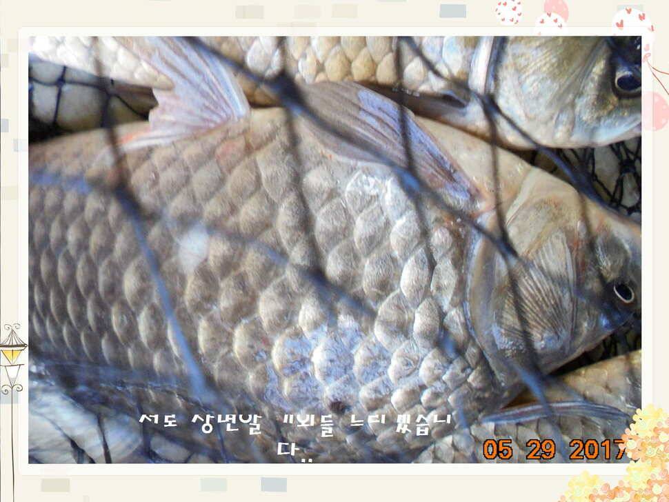 도심속의 작은 쉼터 화성 관리 낚시터입니다 (유료터정보 - 유료터점주조황)