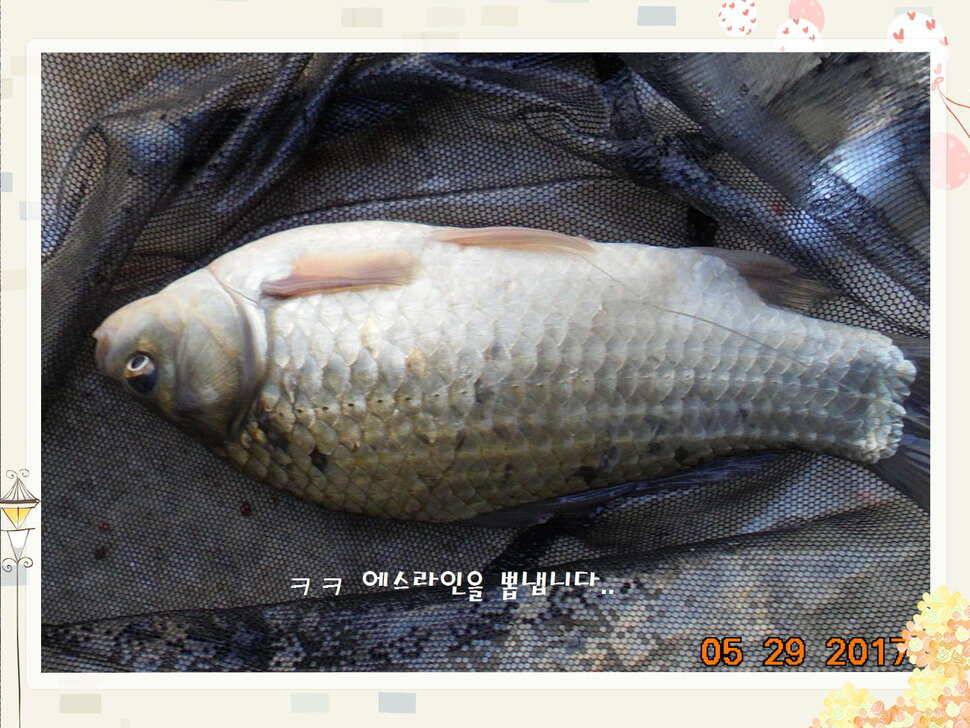 도심속의 작은 쉼터 화성 관리 낚시터입니다 (유료터정보 - 유료터점주조황)