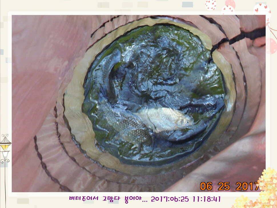 도심속의 작은 쉼터 화성 관리 낚시터입니다6월에 마지막 소식5짜 방류 (유료터정보 - 유료터점주조황)