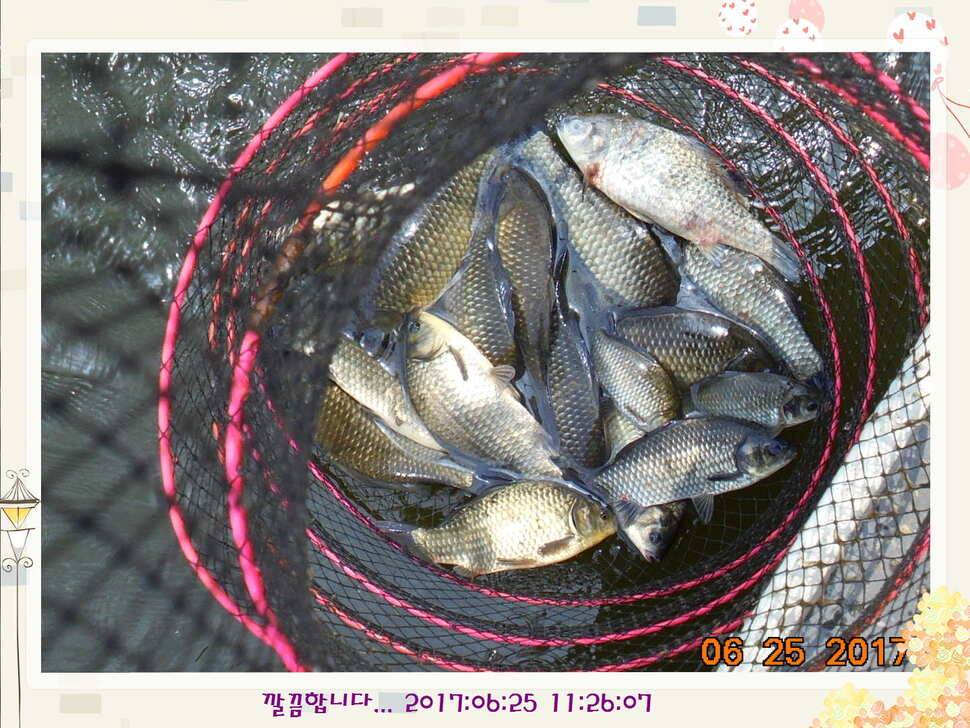 도심속의 작은 쉼터 화성 관리 낚시터입니다6월에 마지막 소식5짜 방류 (유료터정보 - 유료터점주조황)