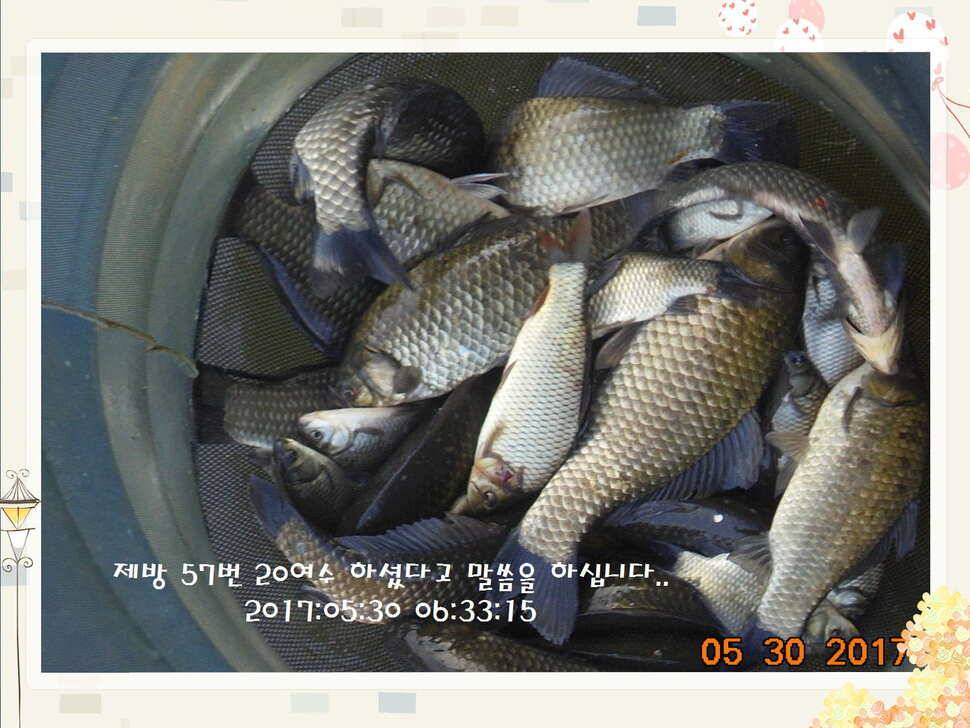 도심속의 작은 쉼터 화성 관리 낚시터입니다 (유료터정보 - 유료터점주조황)