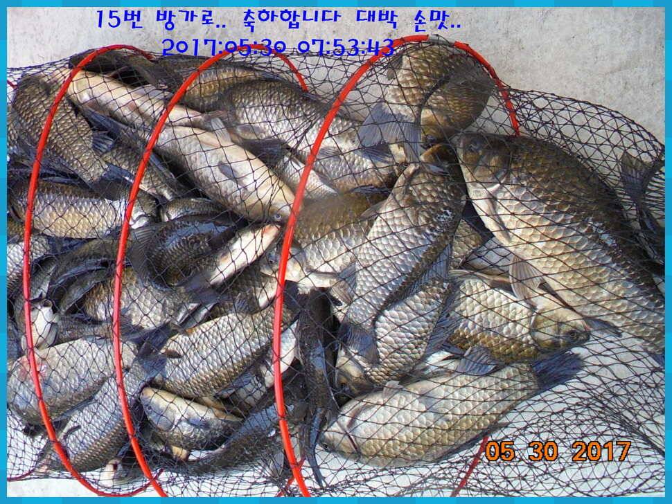 도심속의 작은 쉼터 화성 관리 낚시터입니다 (유료터정보 - 유료터점주조황)
