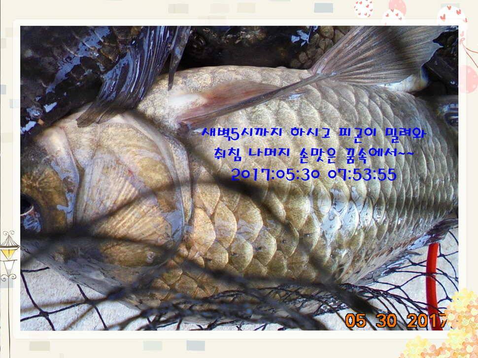 도심속의 작은 쉼터 화성 관리 낚시터입니다 (유료터정보 - 유료터점주조황)