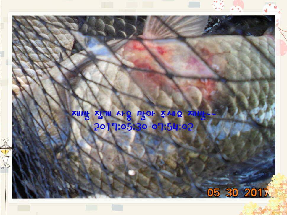 도심속의 작은 쉼터 화성 관리 낚시터입니다 (유료터정보 - 유료터점주조황)