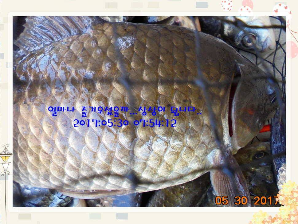 도심속의 작은 쉼터 화성 관리 낚시터입니다 (유료터정보 - 유료터점주조황)
