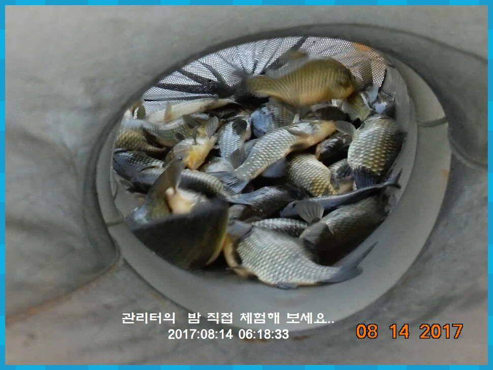 도심속의 작은 쉼터 화성 관리 낚시터입니다관리의 밤은 꽃길입니다 (유료터정보 - 유료터점주조황)