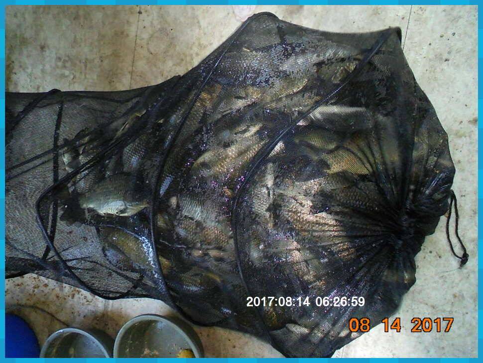 도심속의 작은 쉼터 화성 관리 낚시터입니다관리의 밤은 꽃길입니다 (유료터정보 - 유료터점주조황)