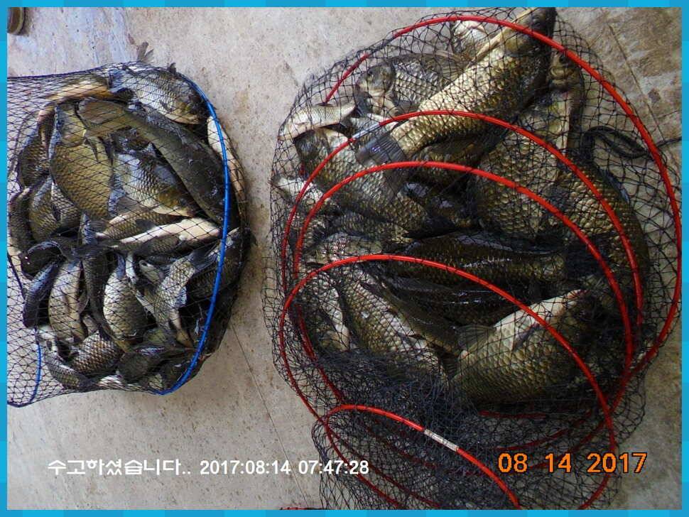 도심속의 작은 쉼터 화성 관리 낚시터입니다관리의 밤은 꽃길입니다 (유료터정보 - 유료터점주조황)