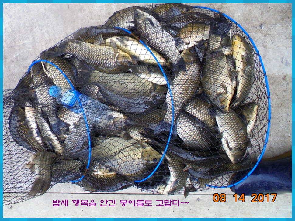 도심속의 작은 쉼터 화성 관리 낚시터입니다관리의 밤은 꽃길입니다 (유료터정보 - 유료터점주조황)