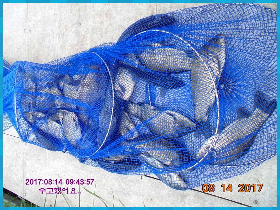 도심속의 작은 쉼터 화성 관리 낚시터입니다관리의 밤은 꽃길입니다 (유료터정보 - 유료터점주조황)