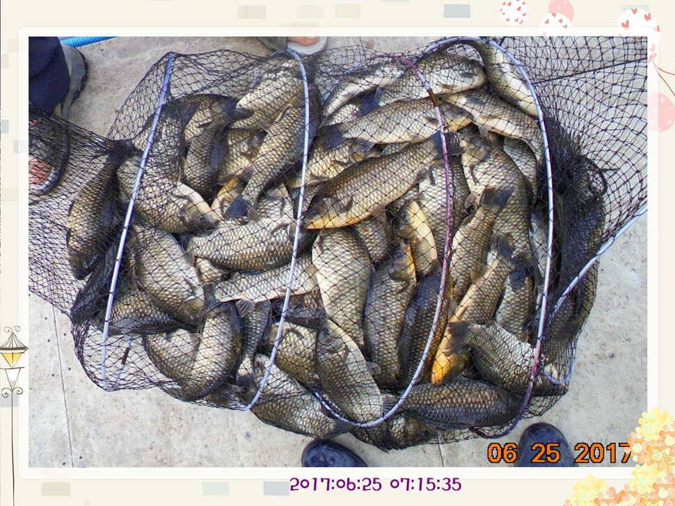 도심속의 작은 쉼터 화성 관리 낚시터입니다어렵고도 쉬운 것이 낚시 (유료터정보 - 유료터점주조황)