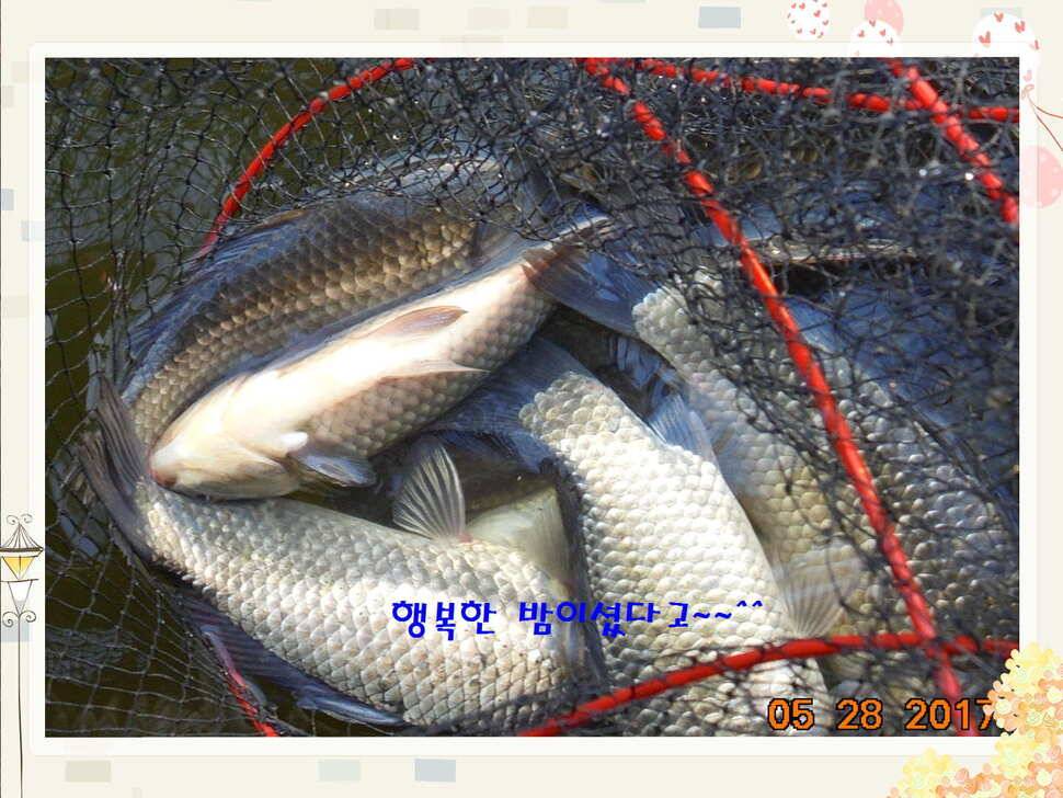 도심속의 작은 쉼터 화성 관리 낚시터입니다밤은 대단합니다 (유료터정보 - 유료터점주조황)
