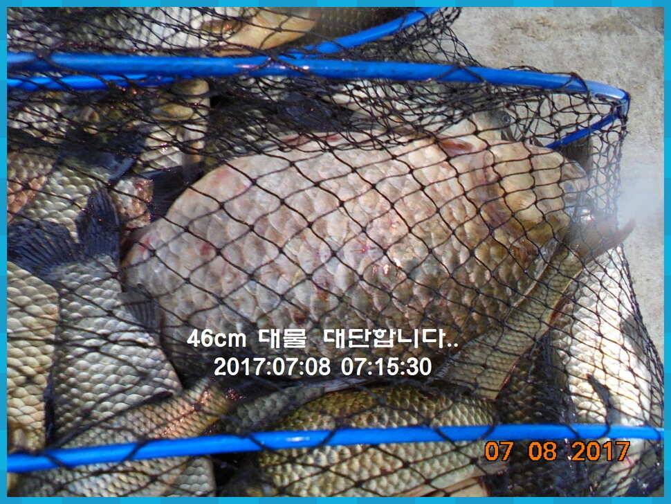 도심속의 작은 쉼터 화성 관리 낚시터입니다연일 대박 (유료터정보 - 유료터점주조황)