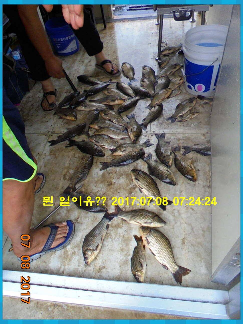 도심속의 작은 쉼터 화성 관리 낚시터입니다연일 대박 (유료터정보 - 유료터점주조황)