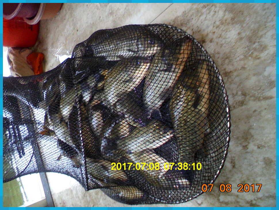 도심속의 작은 쉼터 화성 관리 낚시터입니다연일 대박 (유료터정보 - 유료터점주조황)