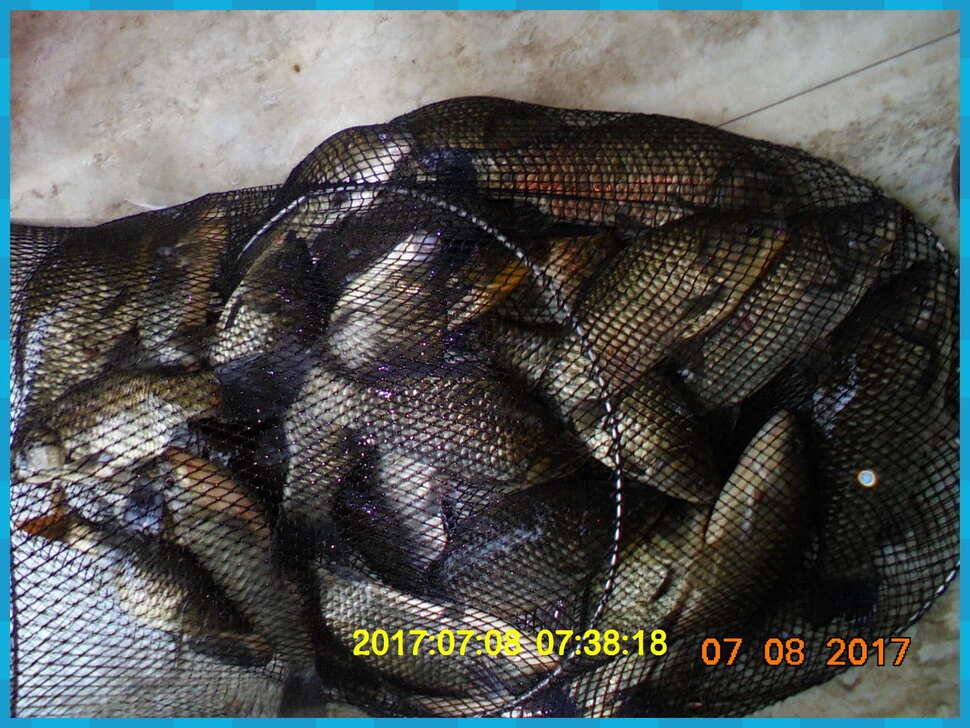 도심속의 작은 쉼터 화성 관리 낚시터입니다연일 대박 (유료터정보 - 유료터점주조황)