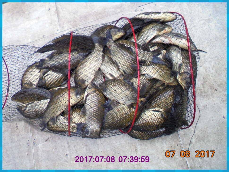 도심속의 작은 쉼터 화성 관리 낚시터입니다연일 대박 (유료터정보 - 유료터점주조황)