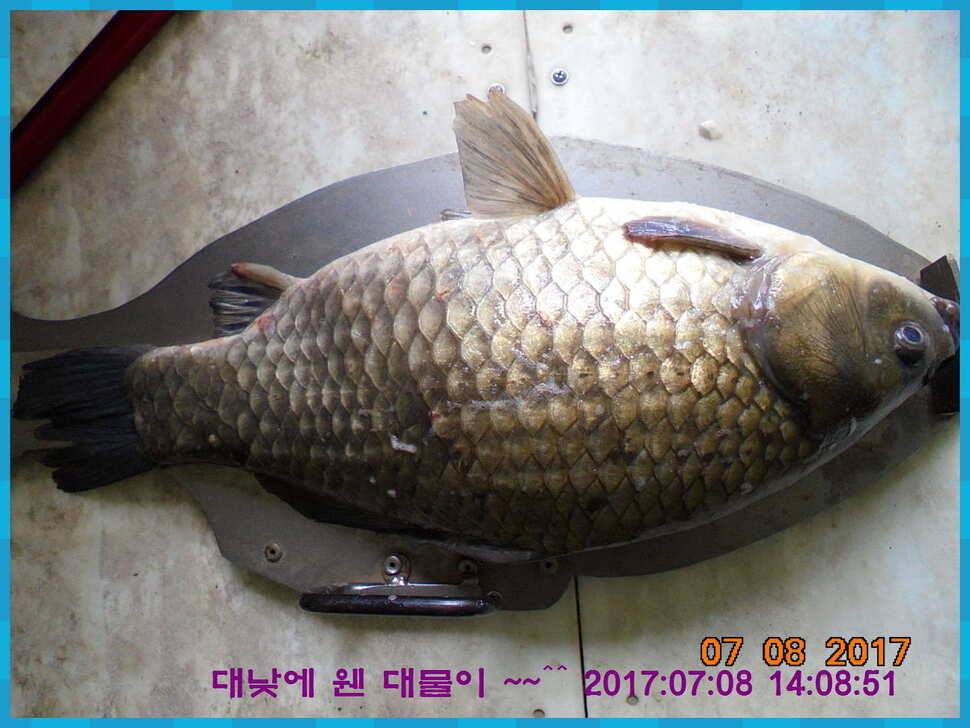 도심속의 작은 쉼터 화성 관리 낚시터입니다연일 대박 (유료터정보 - 유료터점주조황)