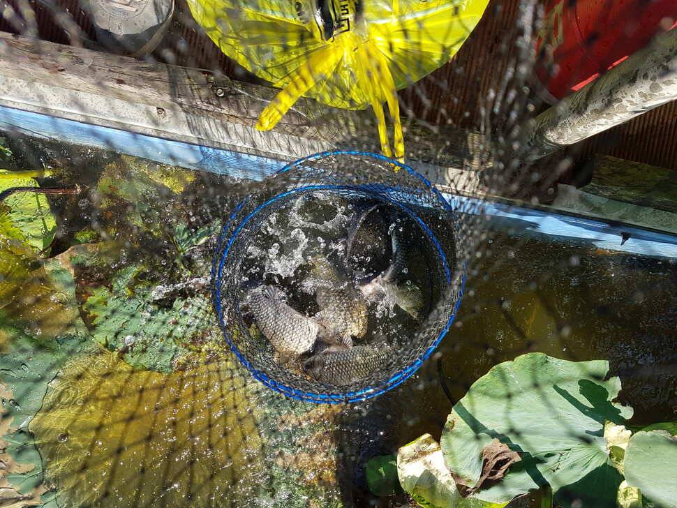 fish_pay_01a2b_041121_22393.jpg